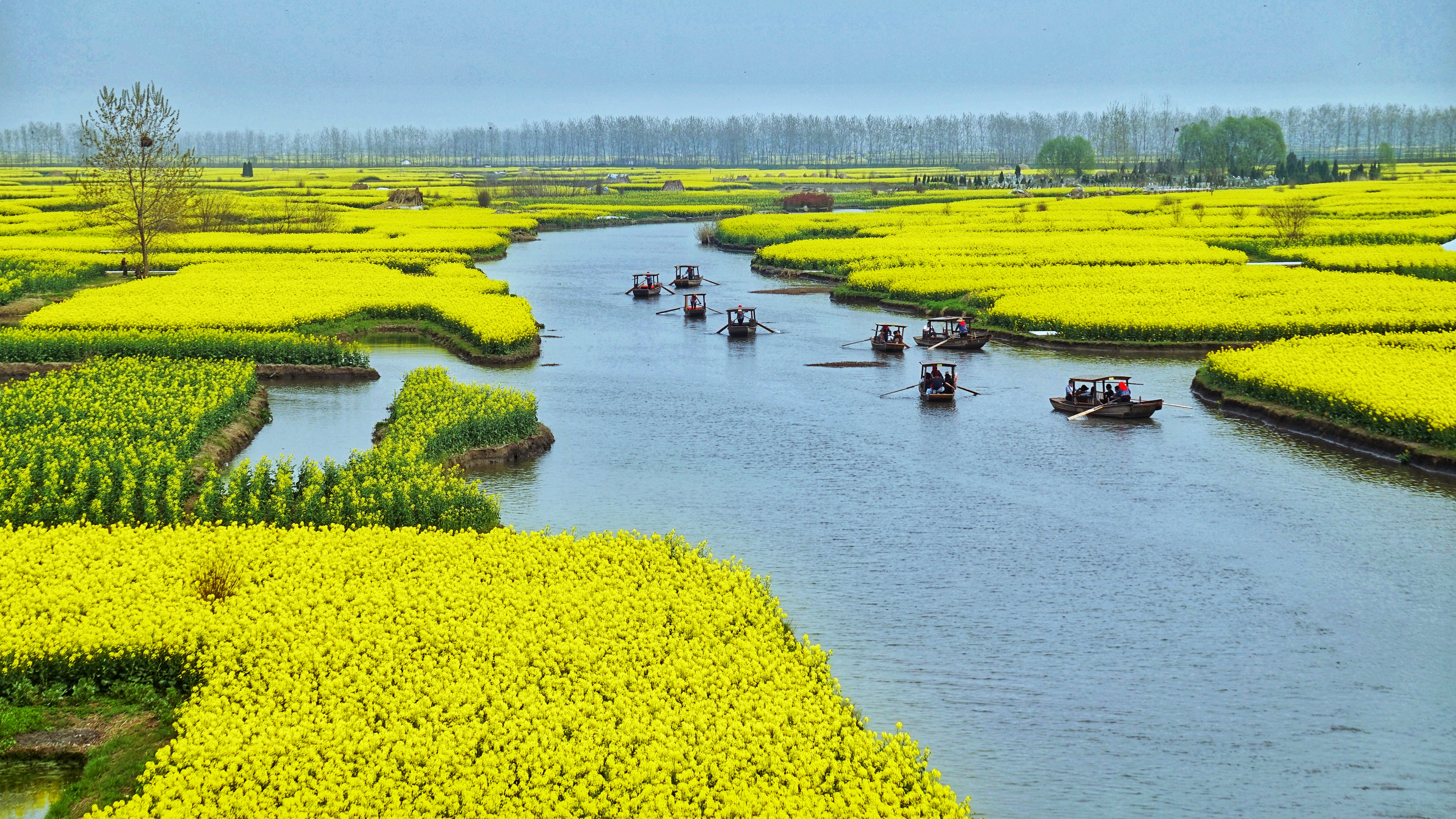 荐2018春,夫妻自驾赏花之旅收官之站:江苏兴化千垛油菜花田