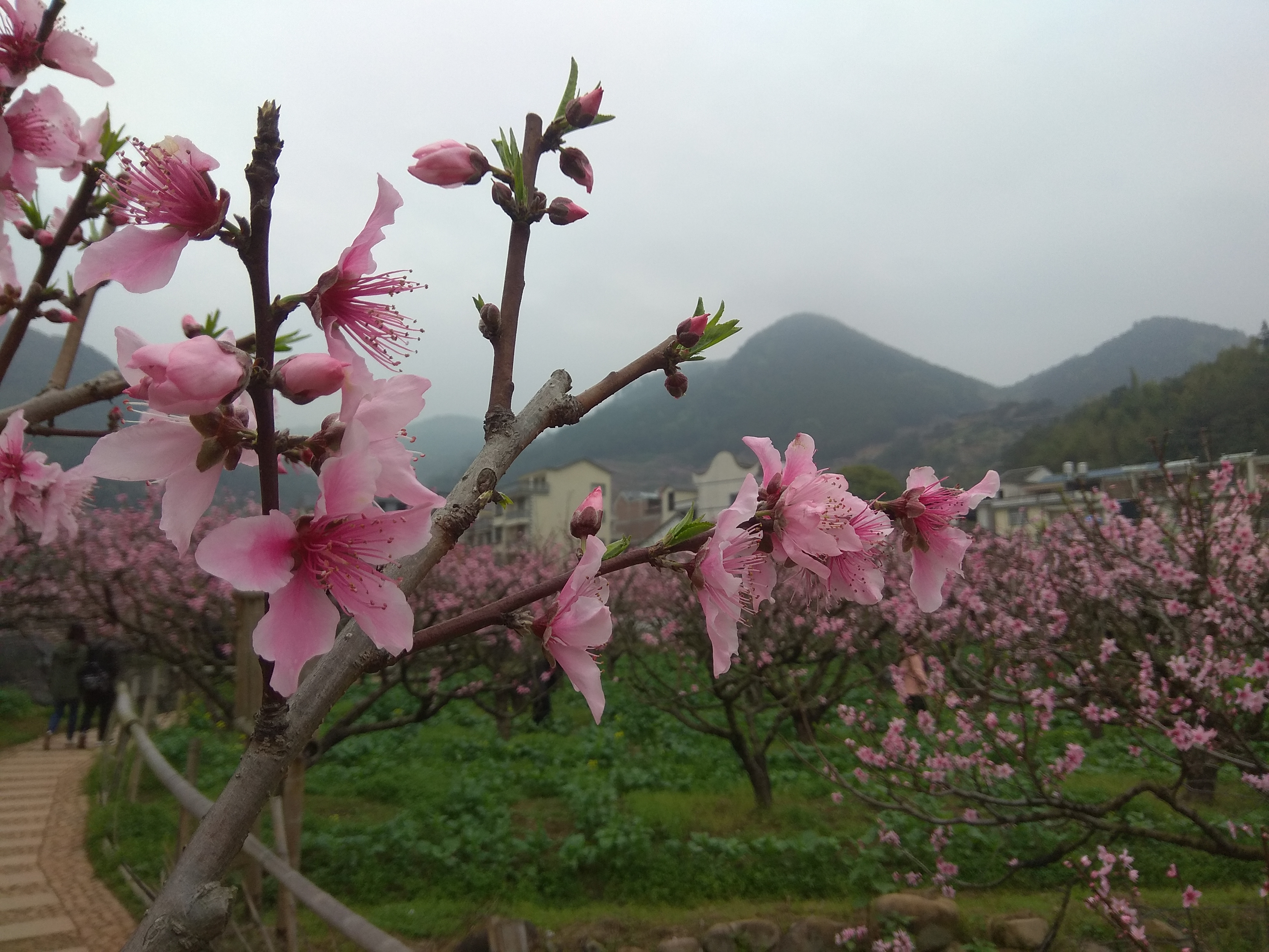 精赏"天下第一桃"——虎头村桃