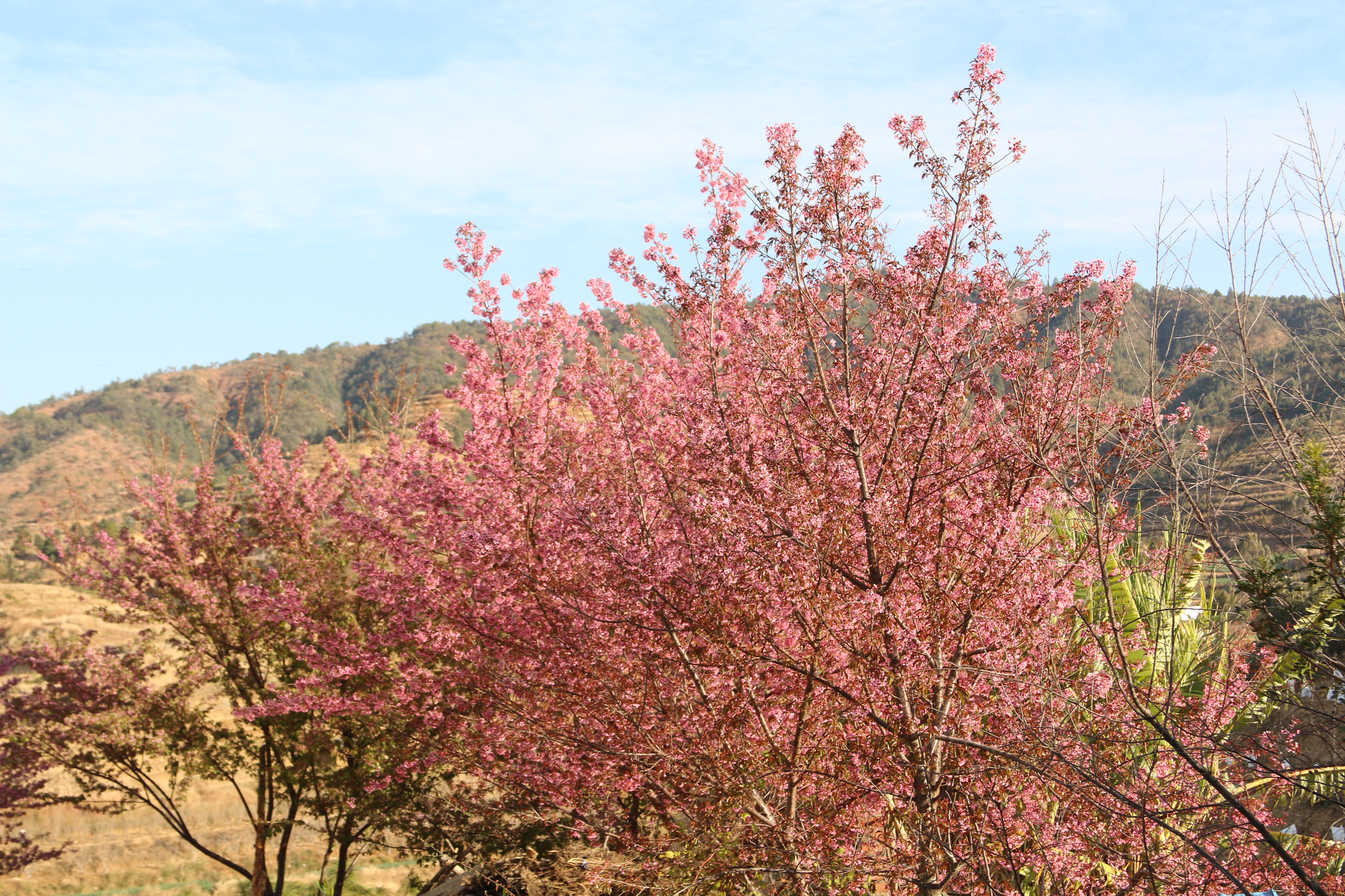 攀枝花大田小啊喇村—欣赏冬樱花