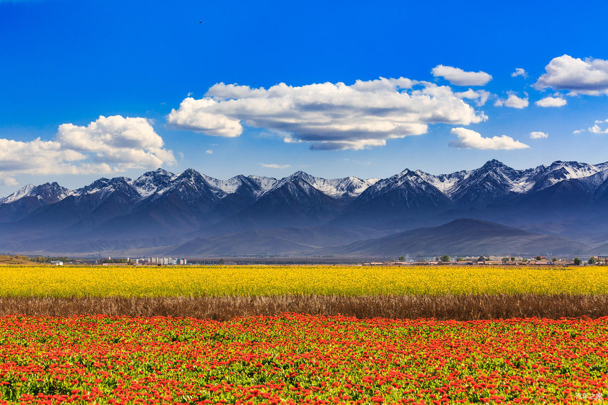荐青海走进门源投入万亩花海的怀抱