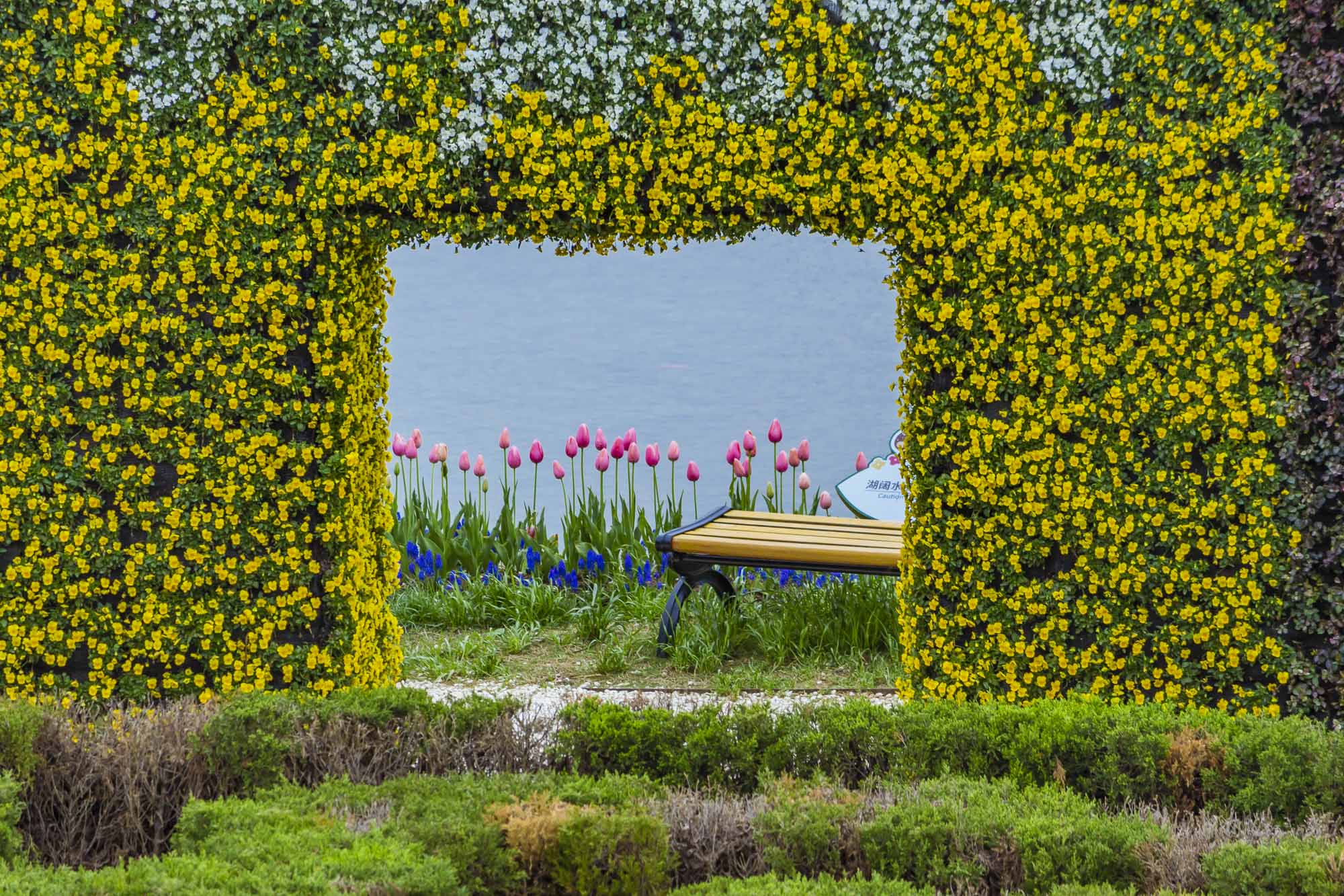 花房,水边开满了郁金香