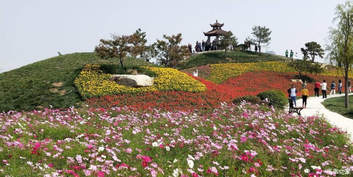 自駕2018年濟南商河花博會徜徉花海醉在自然