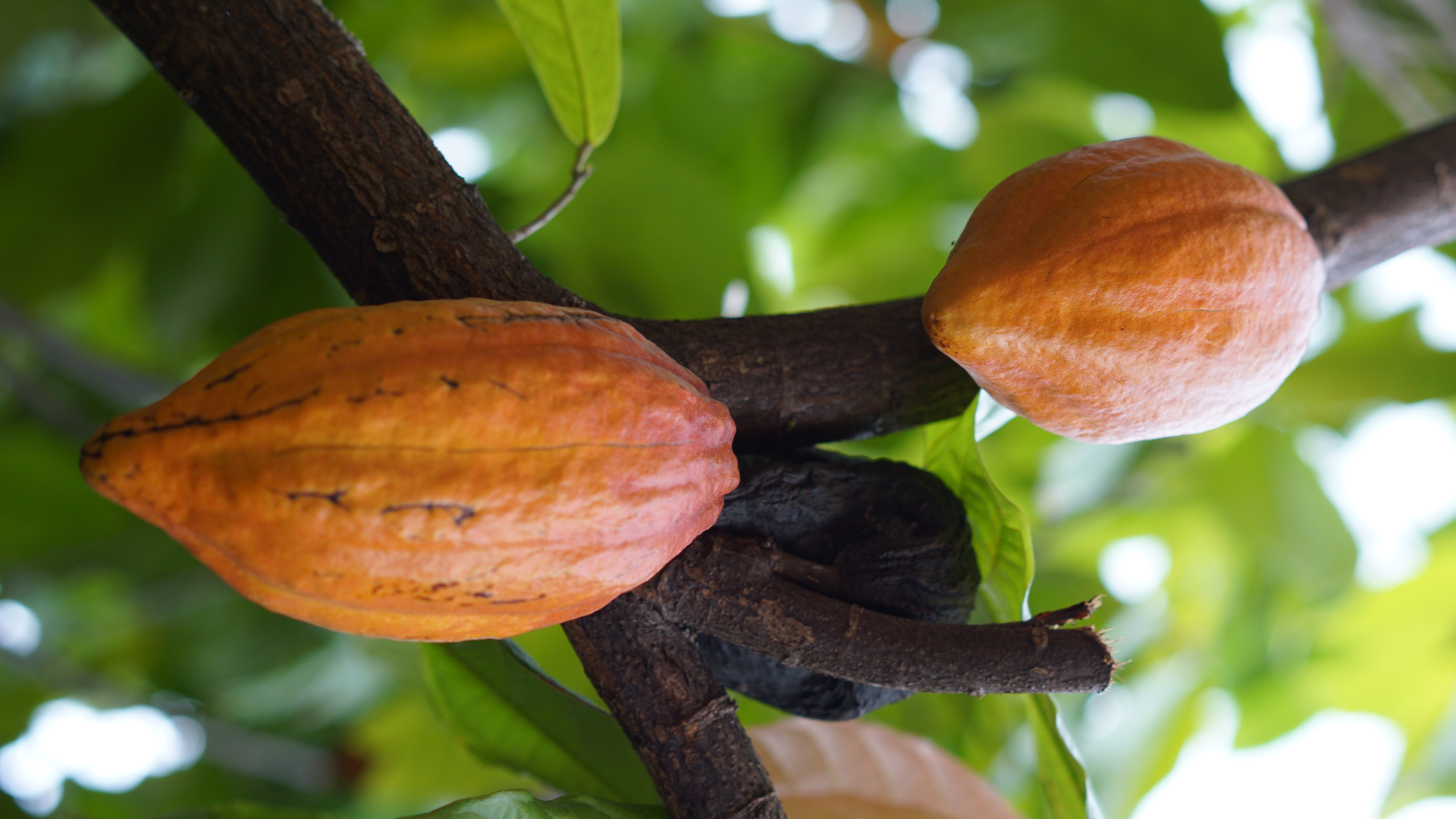 可可树上的果实长卵圆形坚果的扁平种子,榨出的可可脂有独特香味.
