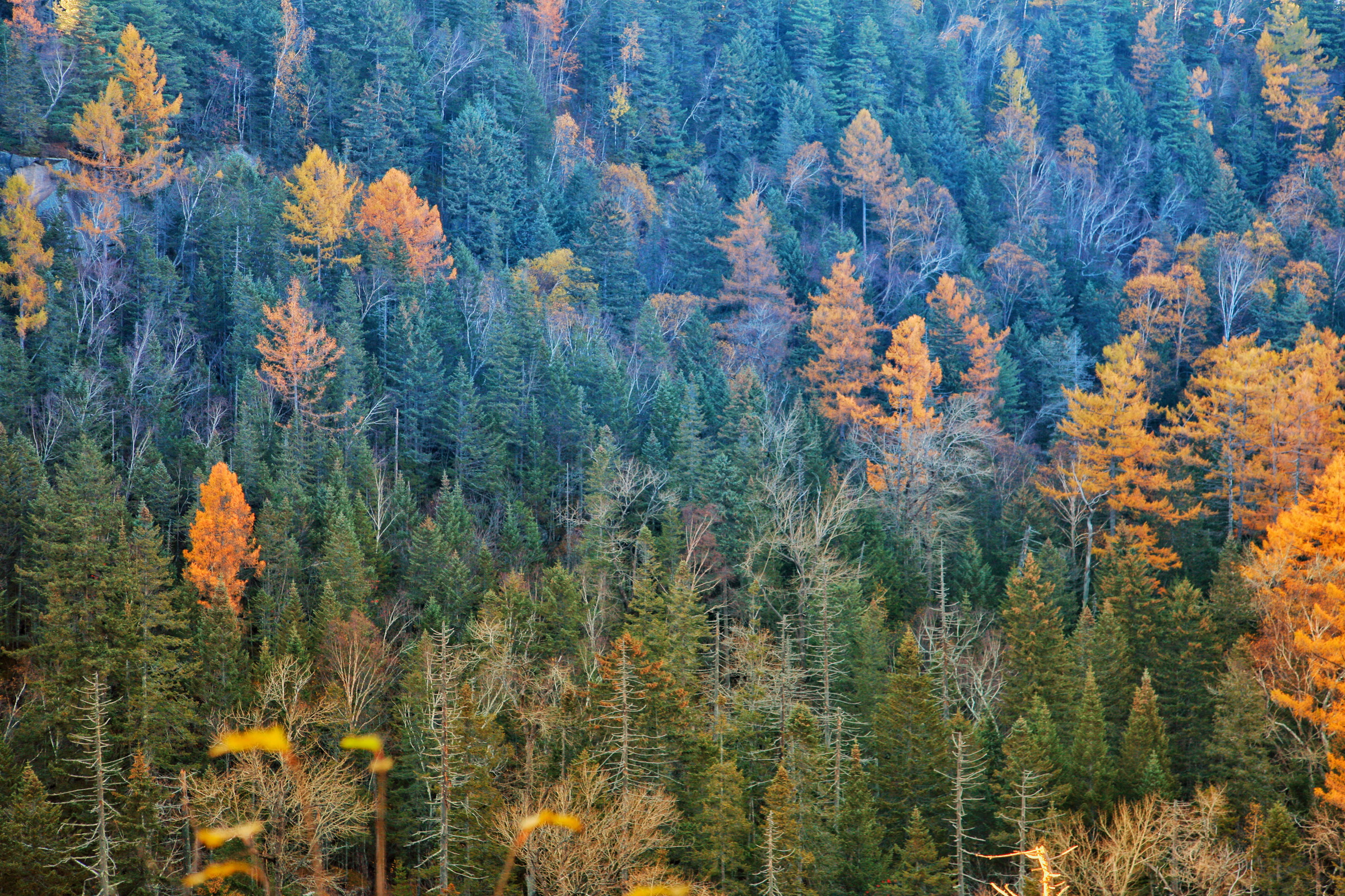 俯瞰地下森林,秋意起,色彩浓