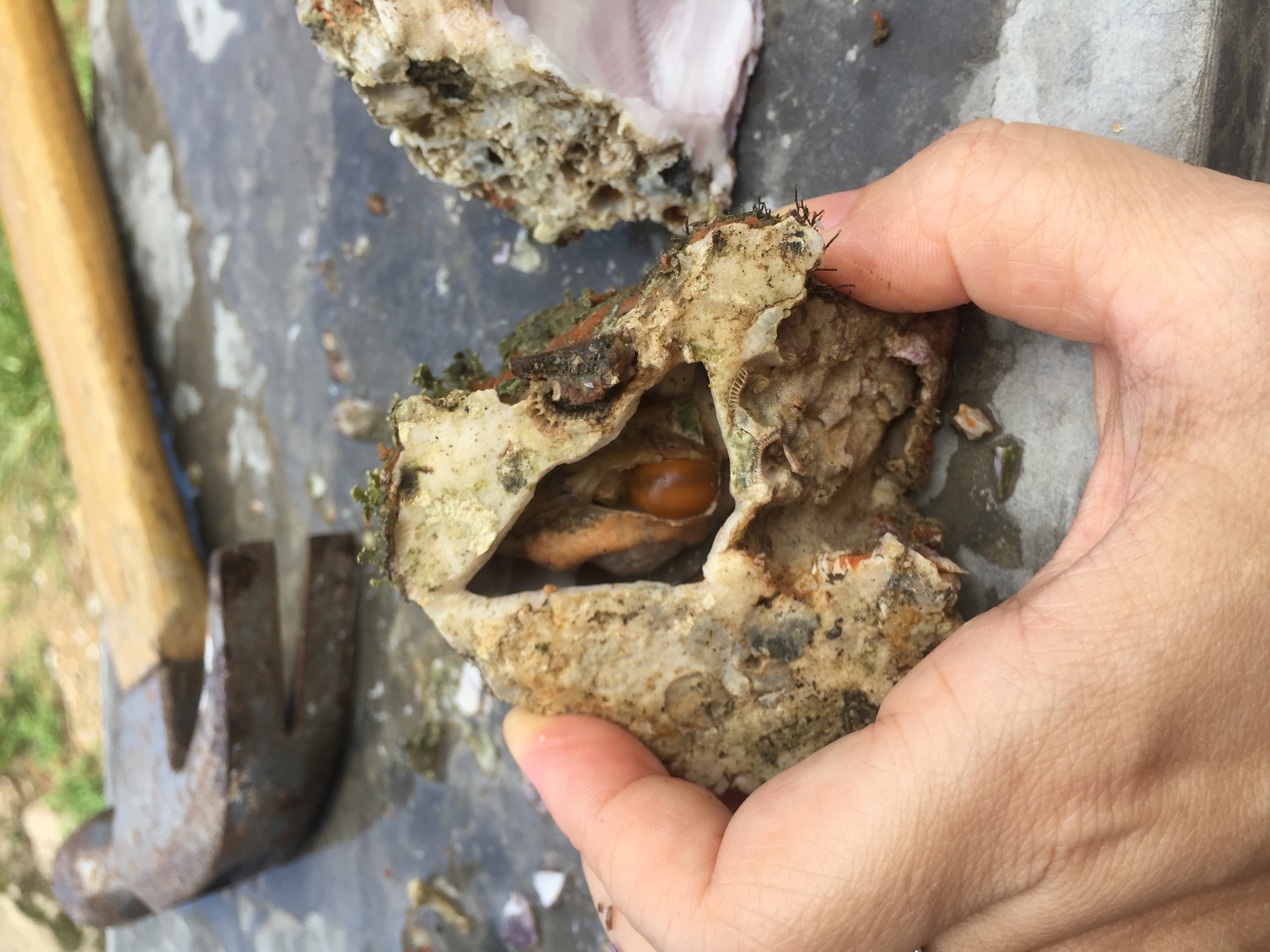 狗爪螺,又名海鸡脚,生活在海流交换较为频繁的岛屿礁石缝隙里.