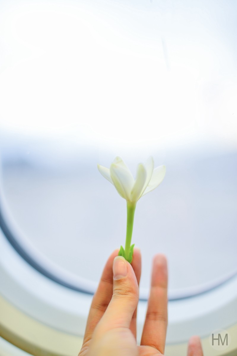 飞机: 上飞机后每个乘客都会从空姐手里拿到一朵大溪地国花——栀子花
