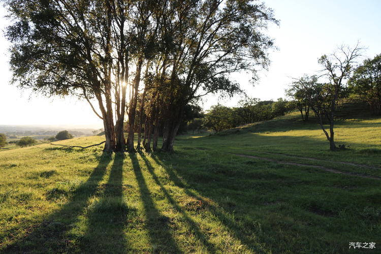 斜阳洒在草地上,树干拖出长长的放射状投影