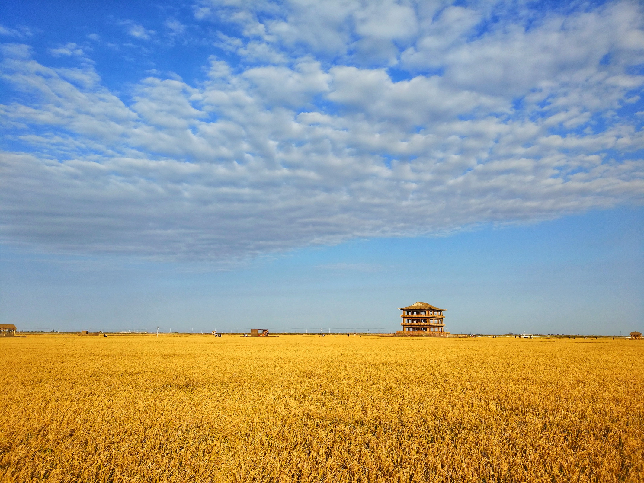 红海滩对面的金色稻田,倒是以外的惊喜,盘锦大米杠杠的