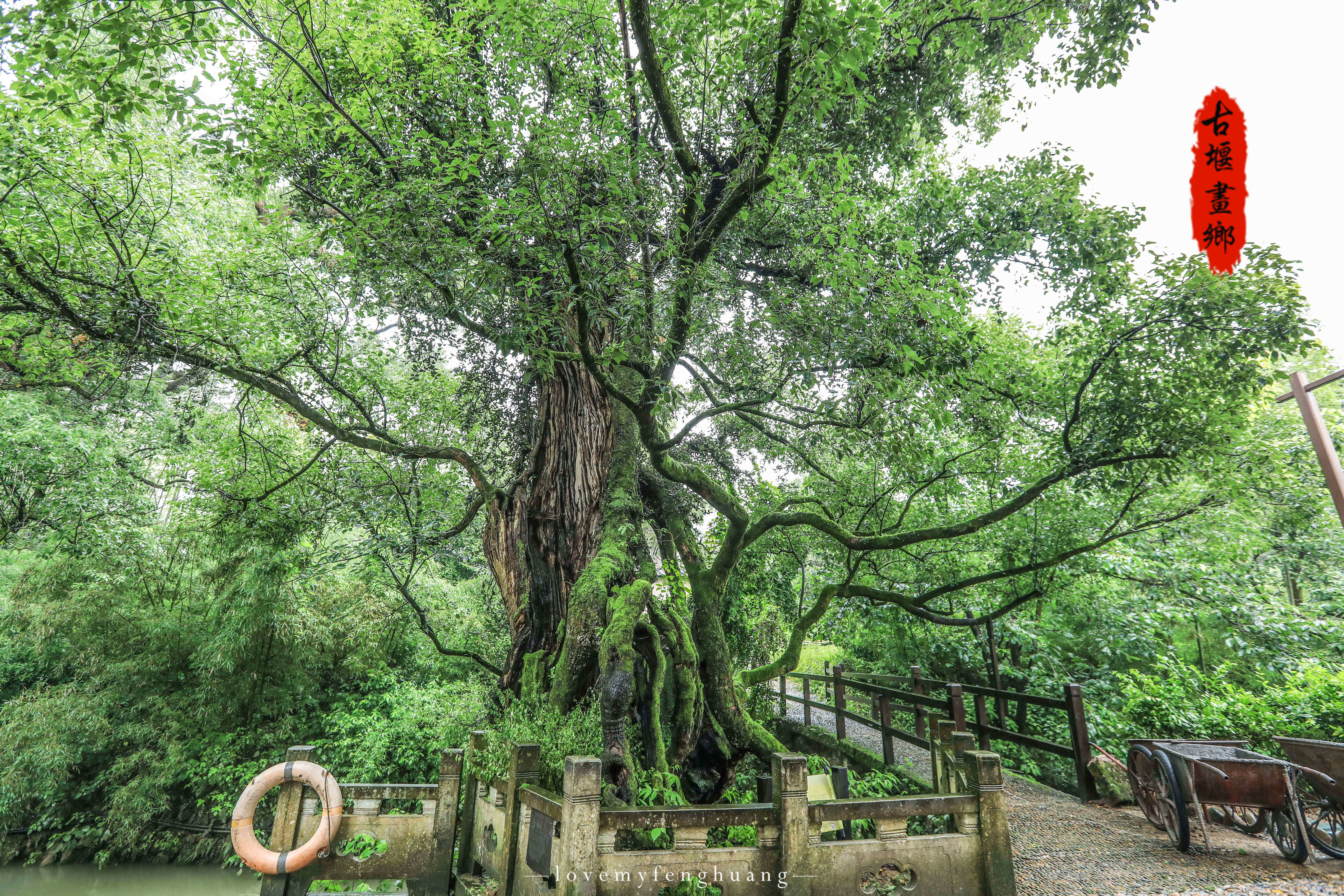 古樟树群旅行家0游记0故事婺源樟树人家客栈旅行家0游记0故事樟树龙翔